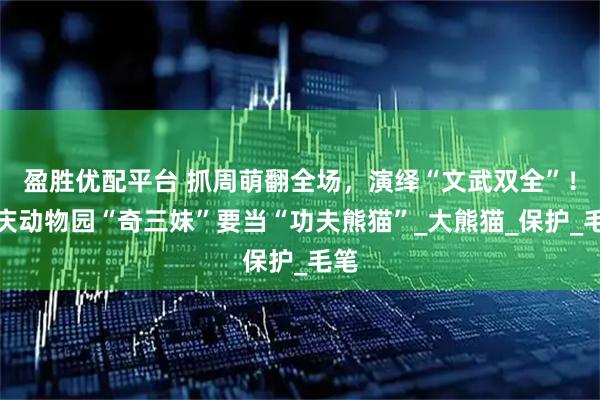 盈胜优配平台 抓周萌翻全场,演绎“文武双全”!重庆动物园“奇三妹”要当“功夫熊猫”_大熊猫_保护_毛笔